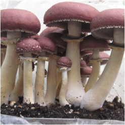 King Stropharia