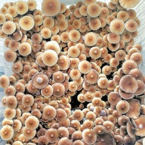 bplus-mushroom-spores