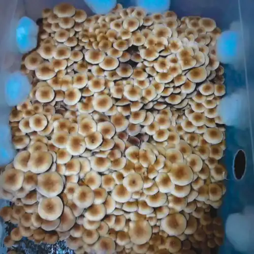 Psilocybe cubensis Brazil Mushroom Spores