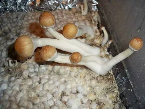 Cambodian Cubensis Mushroom Spore Syringe