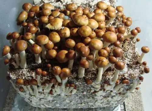 Mazapatec Cubensis Mushroom Spore Syringe