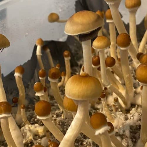 mazatapec-magic-mushrooms-spores