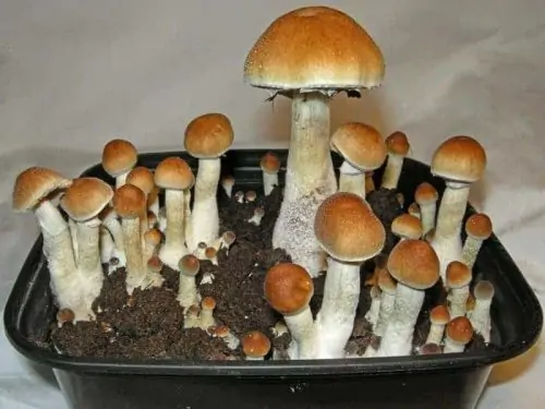 Z Strain Cubensis Mushroom Spore Syringe