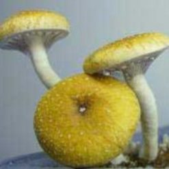 F+ FLORIDA WHITE Cubensis Mushroom Spore Syringe