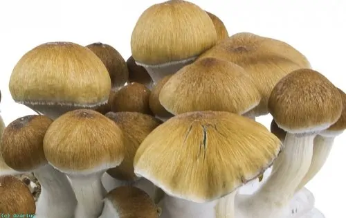 Amazon Cubensis Mushroom Spore Syringe