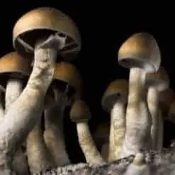 Mexican Dutch King Psilocybe Cubensis Mushroom Spore Syringe