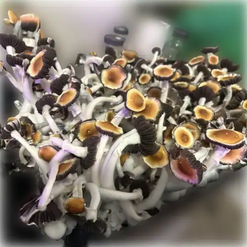 mexican dutch king mushroom spores