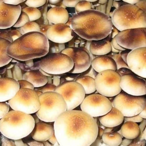 PES Amazonian Mushrooms Spores