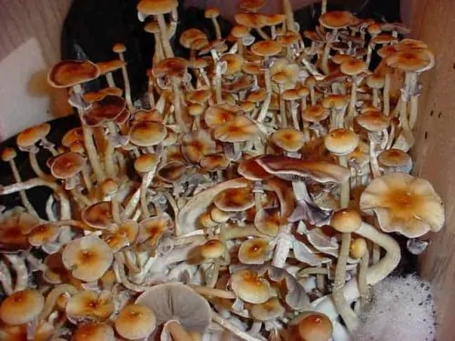 Texas Cubensis Mushroom Spore Syringe