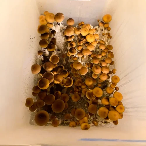 Entheogen Explosion Mushroom Spores