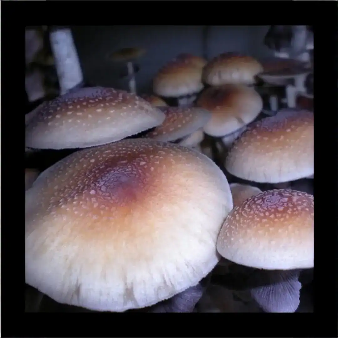 Explosion Mushroom Spores