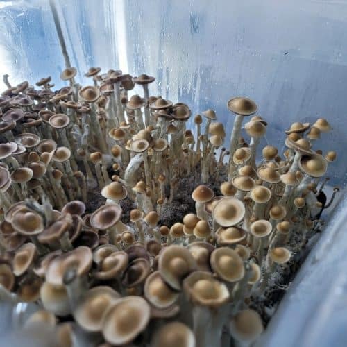 luminous lucy mushroom spores