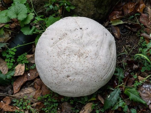 giant-puffball-mushrooms
