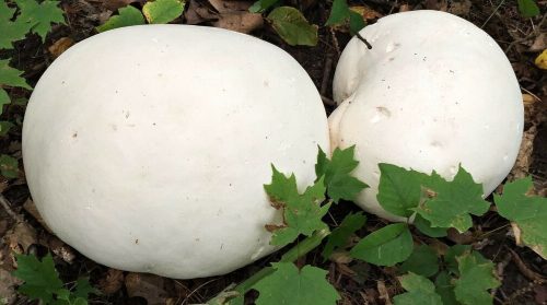 giant-puffball-mushroom-liquid-culture-syringe