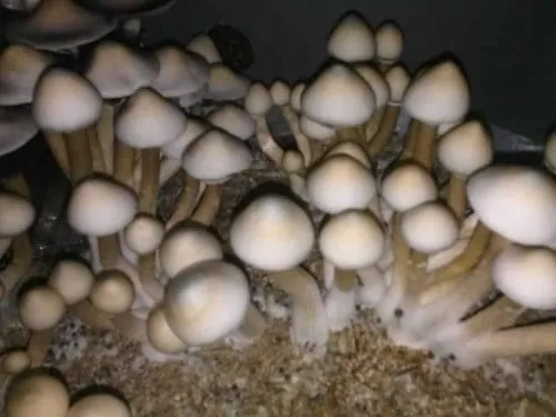 A+ Albino Cubensis Mushroom Spore Syringe