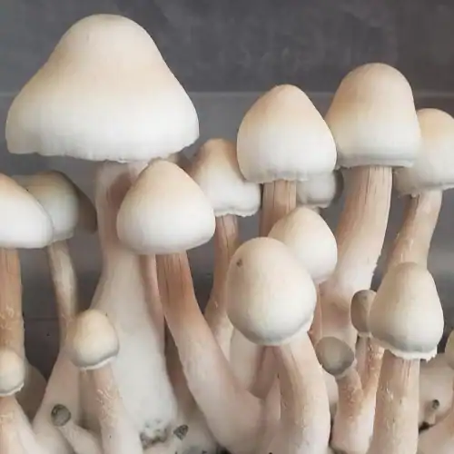 A+ Albino Mushroom Spores