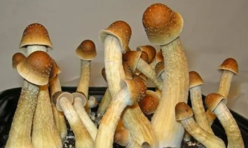 Penis-Envy-Mushroom-Spores