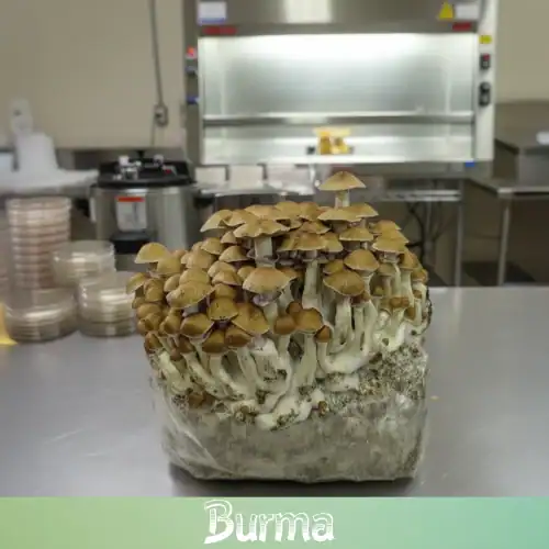 burma magic mushroom spores