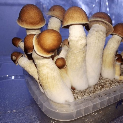 penis-envy-magic-mushroom-spores