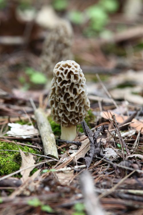 Black Morel Liquid Culture Syringe