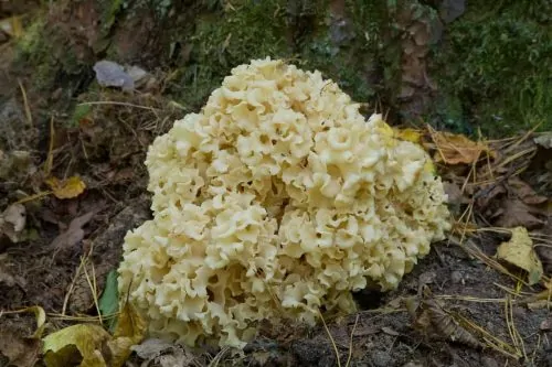 Cauliflower Liquid Culture Syringe