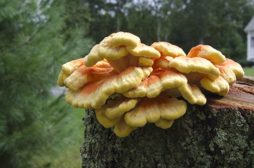 chicken of woods