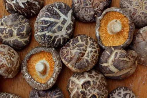 Shiitake Mushrooms Liquid Culture Syringe