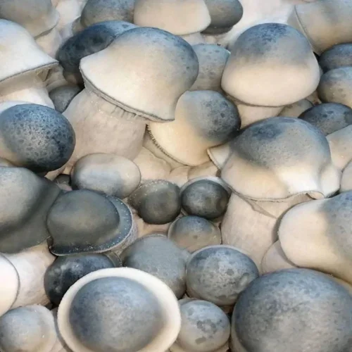 Albino Penis envy mushroom spores