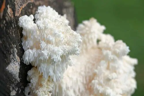 lions-mane-liquid-culture-syringe