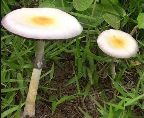 Purple Mystics Cubensis Mushroom Spore Syringe