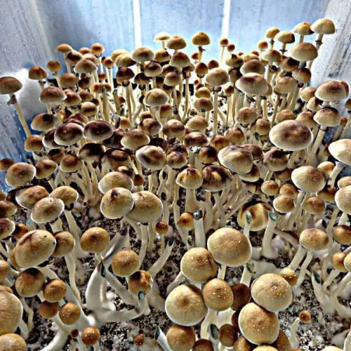 purple mystics mushroom spores