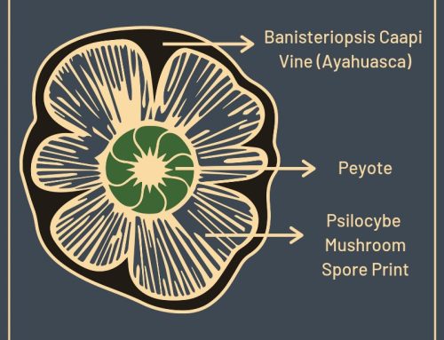 A Look At Mushroom Spore Laws in the U.S.