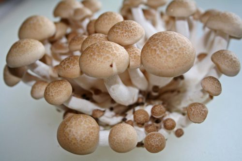 brown-beech-mushrooms