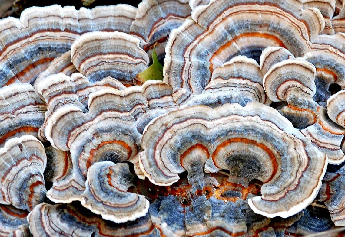 Turkey Tail Mushroom Liquid Culture