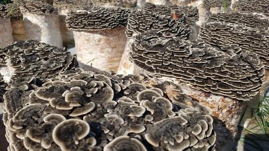 Turkey Tail Mushroom Liquid Culture - Image 3