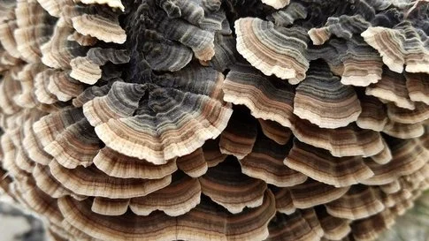 Turkey Tail Mushroom Liquid Culture - Image 2