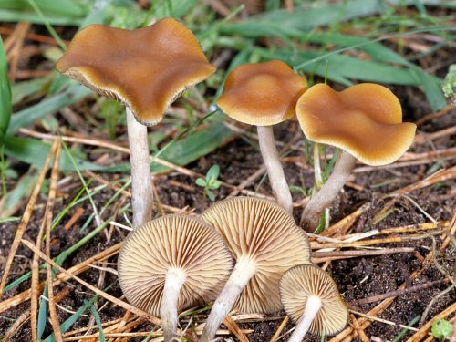 Wavy Cap mushroom spores