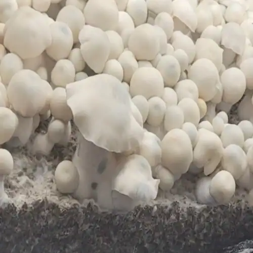 Isolated Mushroom Spore Syringes