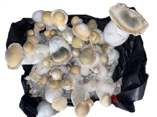 bluey vuitton mushrooms