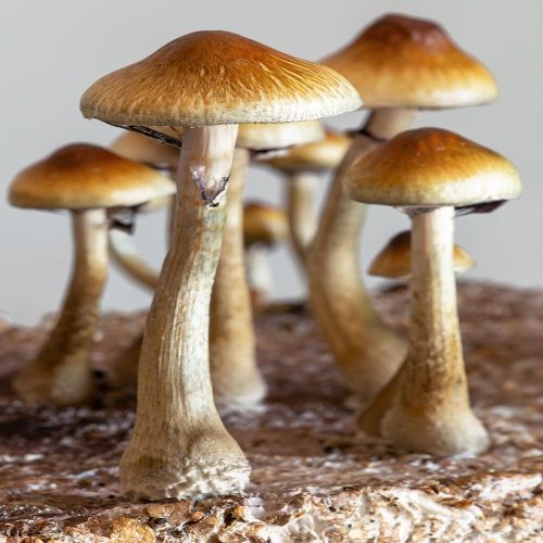 golden teacher mushroom spores