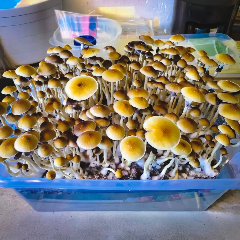 isolated blue meanie mushrooms
