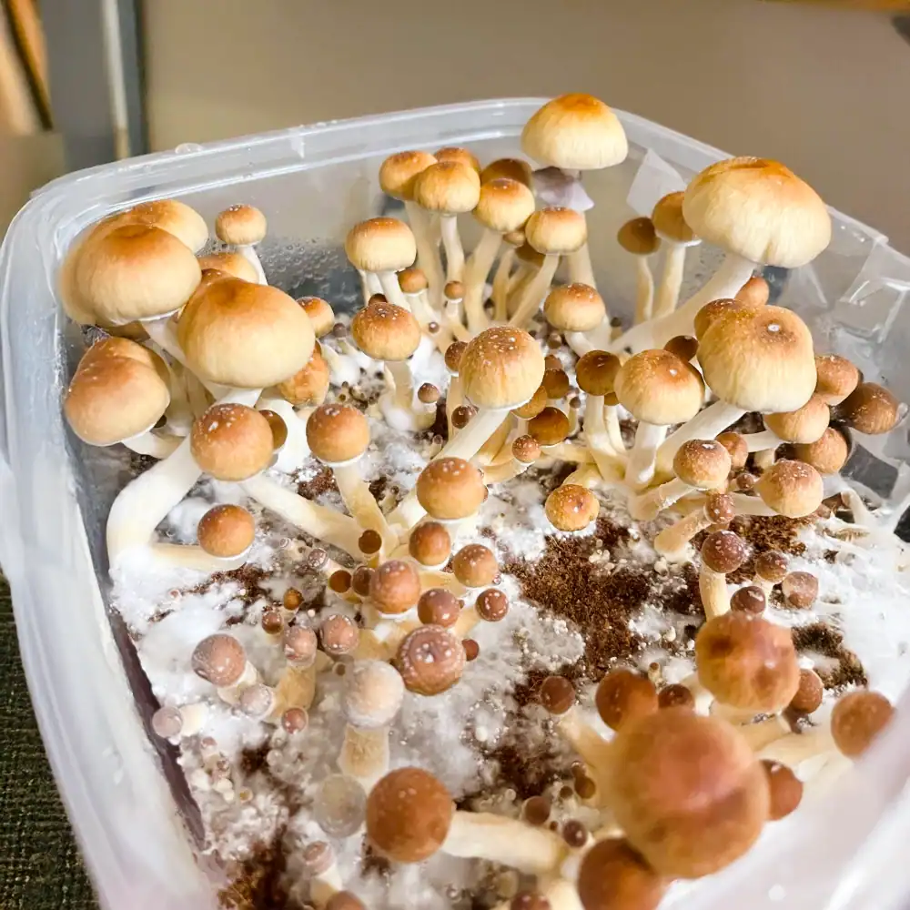 Isolated Blue Meanie Mushroom Spores - Image 2
