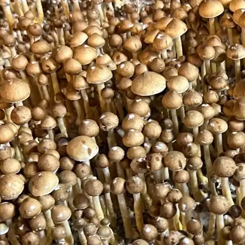 Luminous Lucy Cubensis Isolated Mushroom Spores