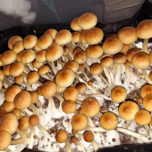 Jedi Mind Fuck Mushroom Spores