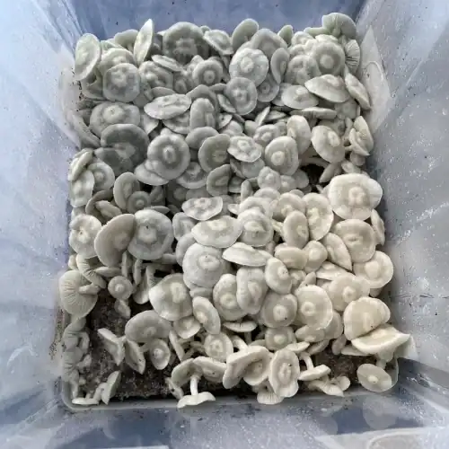 jack frost mushroom spores