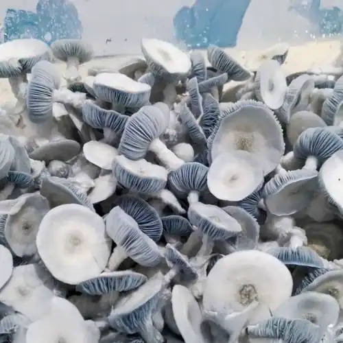 Jack Frost Mushrooms
