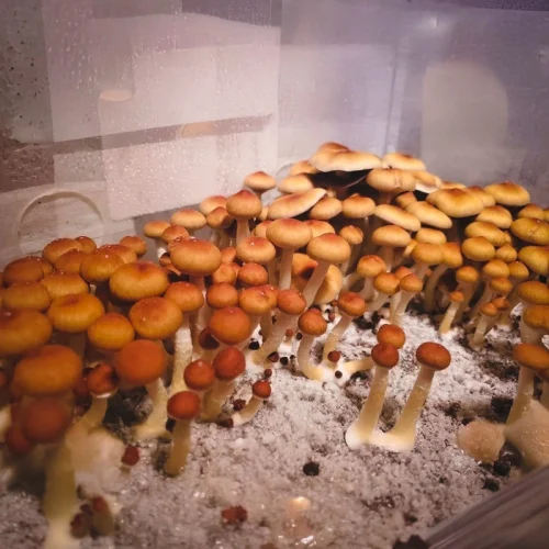 Jedi Mind Fuck Mushroom Spores