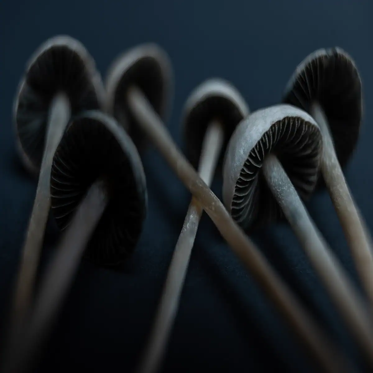 Psilocybe Cyanescens Isolated Spores (Wavy Cap) - Image 3