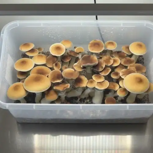 blue magnolia mushrooms