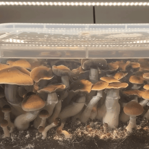 blue magnolia mushroom spores